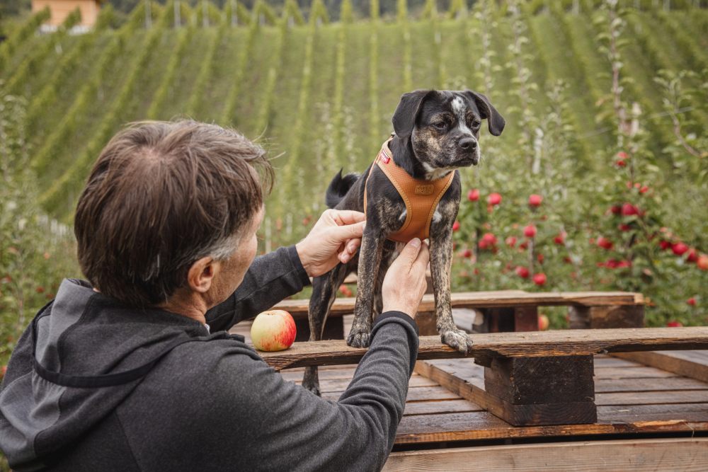 Шлейки из яблочной кожи